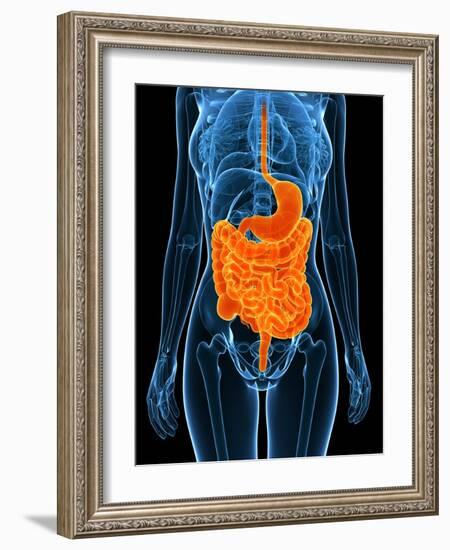 Healthy Digestive System, Artwork-SCIEPRO-Framed Photographic Print