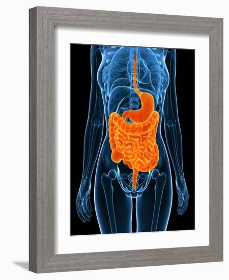 Healthy Digestive System, Artwork-SCIEPRO-Framed Photographic Print