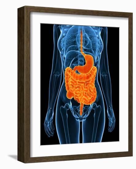 Healthy Digestive System, Artwork-SCIEPRO-Framed Photographic Print