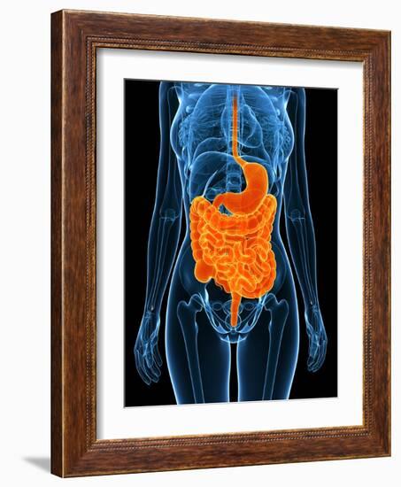 Healthy Digestive System, Artwork-SCIEPRO-Framed Photographic Print