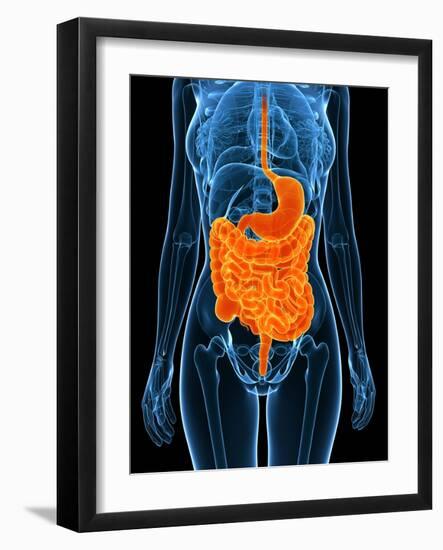 Healthy Digestive System, Artwork-SCIEPRO-Framed Photographic Print