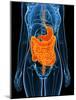 Healthy Digestive System, Artwork-SCIEPRO-Mounted Photographic Print