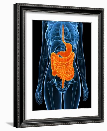 Healthy Digestive System, Artwork-SCIEPRO-Framed Photographic Print