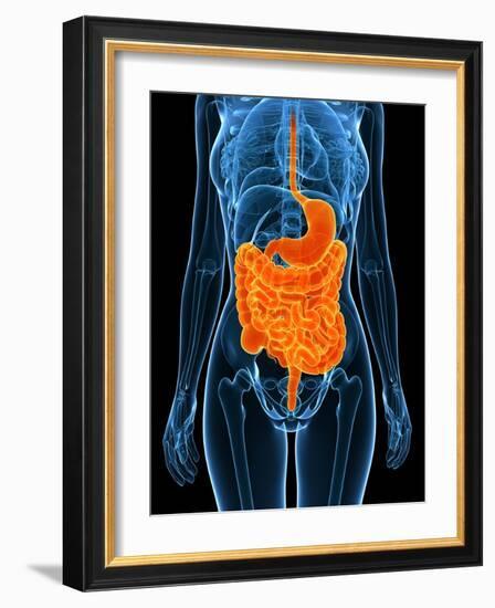 Healthy Digestive System, Artwork-SCIEPRO-Framed Photographic Print