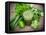 Healthy Green Vegetable Juice on Wooden Table-Kesu01-Framed Premier Image Canvas