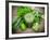 Healthy Green Vegetable Juice on Wooden Table-Kesu01-Framed Photographic Print