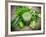 Healthy Green Vegetable Juice on Wooden Table-Kesu01-Framed Photographic Print