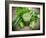 Healthy Green Vegetable Juice on Wooden Table-Kesu01-Framed Photographic Print