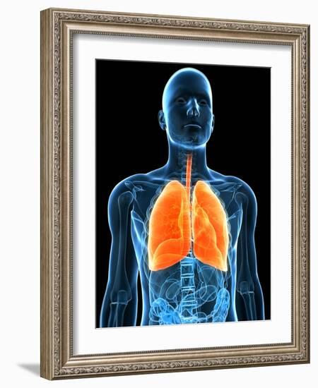 Healthy Lungs, Artwork-SCIEPRO-Framed Photographic Print