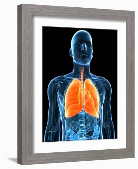 Healthy Lungs, Artwork-SCIEPRO-Framed Photographic Print