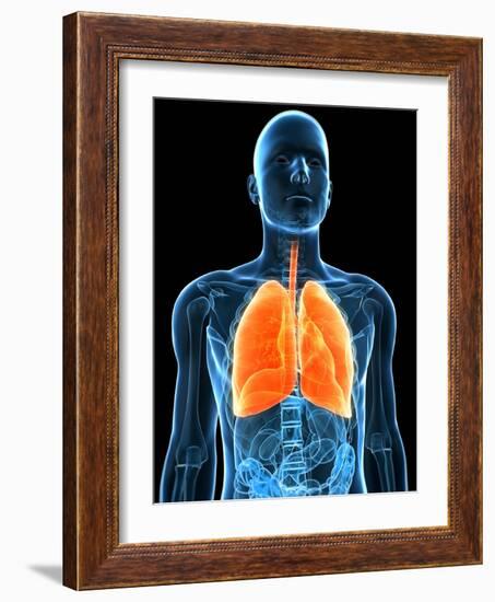 Healthy Lungs, Artwork-SCIEPRO-Framed Photographic Print