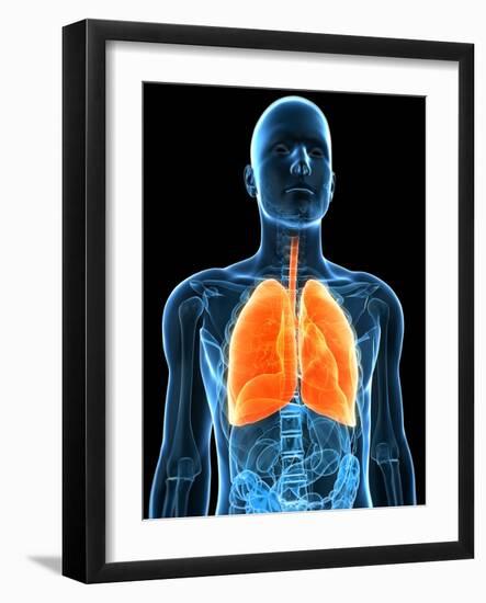 Healthy Lungs, Artwork-SCIEPRO-Framed Photographic Print