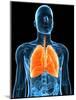 Healthy Lungs, Artwork-SCIEPRO-Mounted Photographic Print