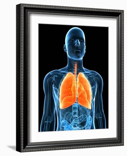 Healthy Lungs, Artwork-SCIEPRO-Framed Photographic Print
