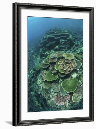 Healthy Reef-Building Corals Thrive in Komodo National Park, Indonesia-Stocktrek Images-Framed Photographic Print