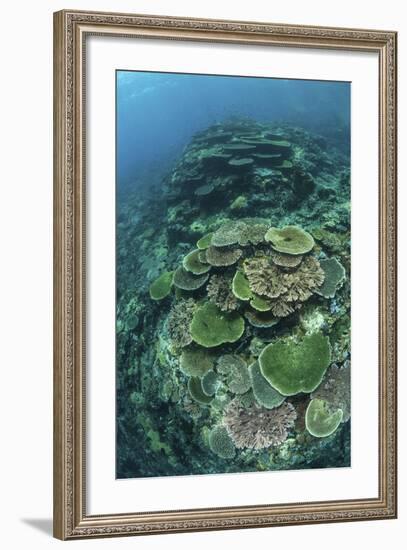 Healthy Reef-Building Corals Thrive in Komodo National Park, Indonesia-Stocktrek Images-Framed Photographic Print