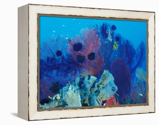 Healthy Reef System, Kimbo Bay, West New Britain, Papua New Guinea-Michele Westmorland-Framed Premier Image Canvas