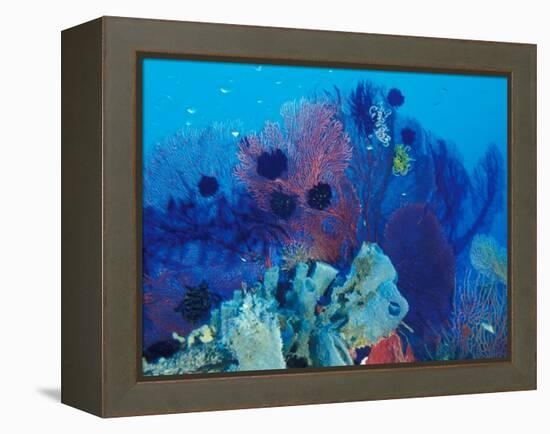 Healthy Reef System, Kimbo Bay, West New Britain, Papua New Guinea-Michele Westmorland-Framed Premier Image Canvas