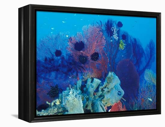 Healthy Reef System, Kimbo Bay, West New Britain, Papua New Guinea-Michele Westmorland-Framed Premier Image Canvas