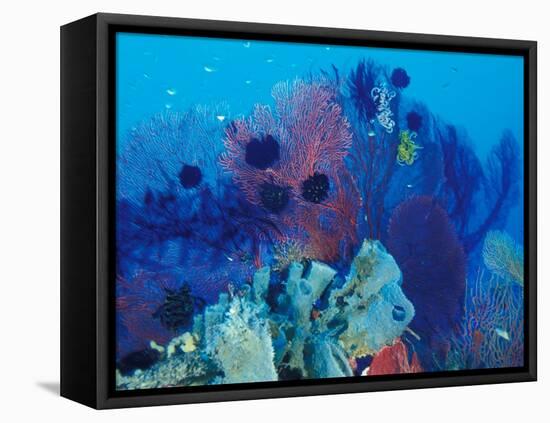 Healthy Reef System, Kimbo Bay, West New Britain, Papua New Guinea-Michele Westmorland-Framed Premier Image Canvas