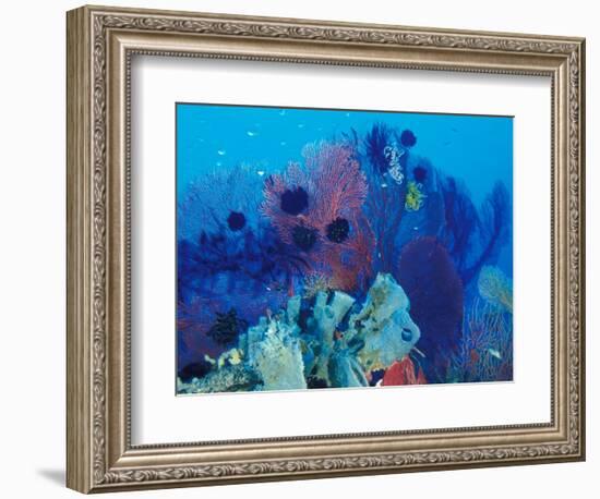 Healthy Reef System, Kimbo Bay, West New Britain, Papua New Guinea-Michele Westmorland-Framed Photographic Print