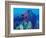 Healthy Reef System, Kimbo Bay, West New Britain, Papua New Guinea-Michele Westmorland-Framed Photographic Print