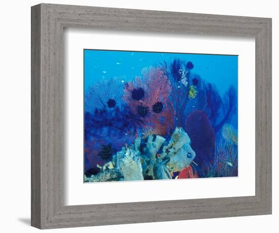 Healthy Reef System, Kimbo Bay, West New Britain, Papua New Guinea-Michele Westmorland-Framed Photographic Print