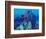 Healthy Reef System, Kimbo Bay, West New Britain, Papua New Guinea-Michele Westmorland-Framed Photographic Print