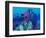 Healthy Reef System, Kimbo Bay, West New Britain, Papua New Guinea-Michele Westmorland-Framed Photographic Print