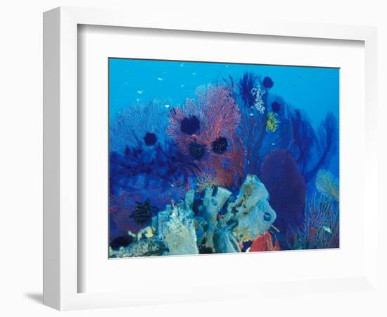 Healthy Reef System, Kimbo Bay, West New Britain, Papua New Guinea-Michele Westmorland-Framed Photographic Print