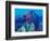 Healthy Reef System, Kimbo Bay, West New Britain, Papua New Guinea-Michele Westmorland-Framed Photographic Print