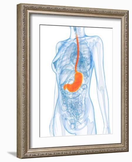 Healthy Stomach, Artwork-SCIEPRO-Framed Photographic Print