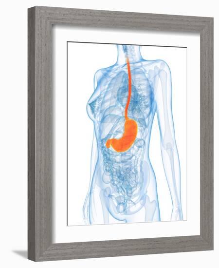 Healthy Stomach, Artwork-SCIEPRO-Framed Photographic Print