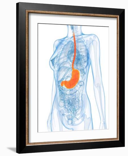 Healthy Stomach, Artwork-SCIEPRO-Framed Photographic Print