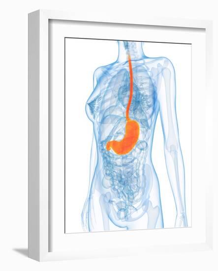 Healthy Stomach, Artwork-SCIEPRO-Framed Photographic Print