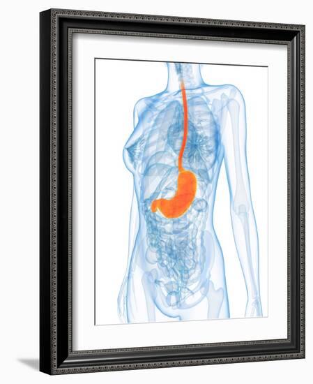 Healthy Stomach, Artwork-SCIEPRO-Framed Photographic Print