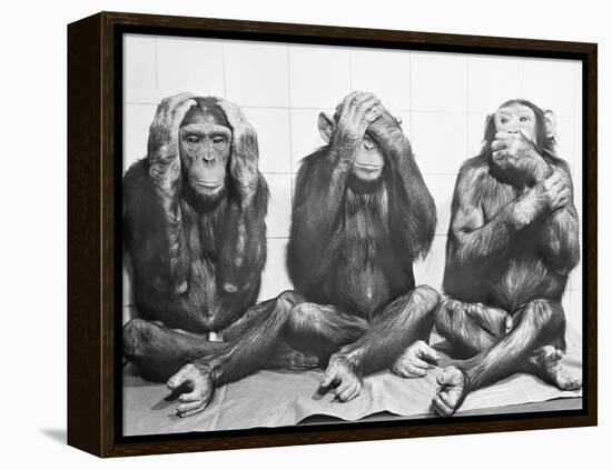 Hear No Evil, See No Evil, Speak No Evil-null-Framed Premier Image Canvas