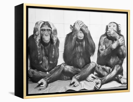 Hear No Evil, See No Evil, Speak No Evil-null-Framed Premier Image Canvas