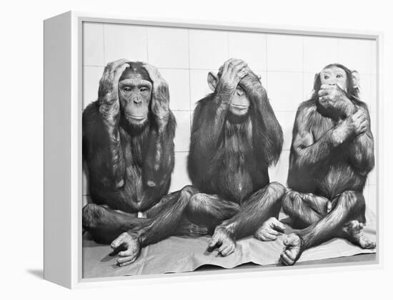 Hear No Evil, See No Evil, Speak No Evil-null-Framed Premier Image Canvas