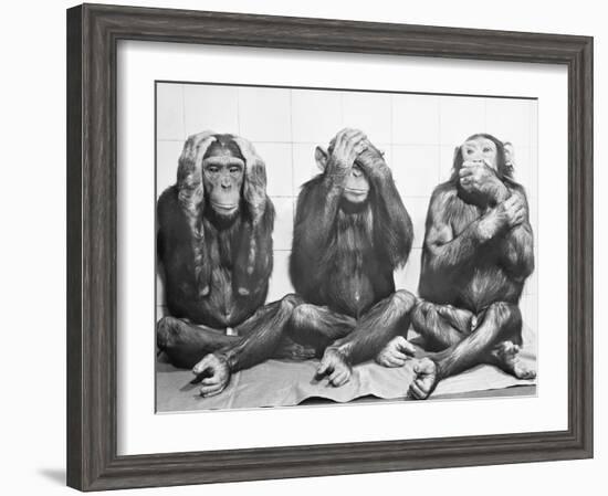 Hear No Evil, See No Evil, Speak No Evil-null-Framed Photographic Print