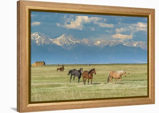 Heard of Horses in Hayfield, San Luis Valley-Howie Garber-Framed Premier Image Canvas