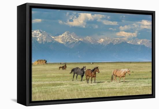 Heard of Horses in Hayfield, San Luis Valley-Howie Garber-Framed Premier Image Canvas