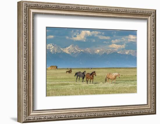 Heard of Horses in Hayfield, San Luis Valley-Howie Garber-Framed Photographic Print