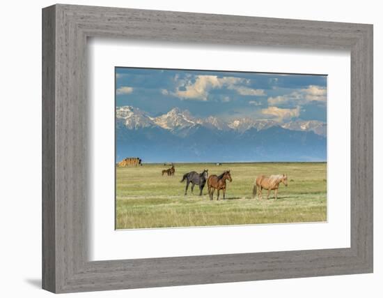 Heard of Horses in Hayfield, San Luis Valley-Howie Garber-Framed Photographic Print