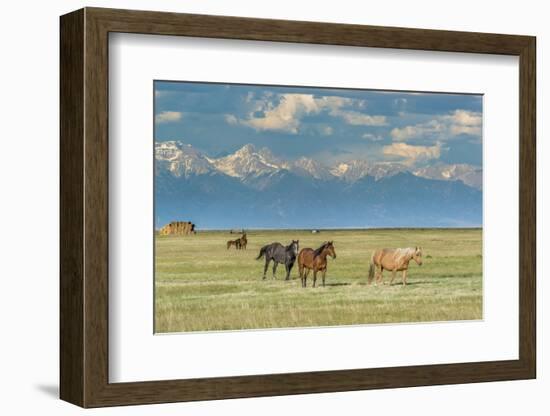 Heard of Horses in Hayfield, San Luis Valley-Howie Garber-Framed Photographic Print