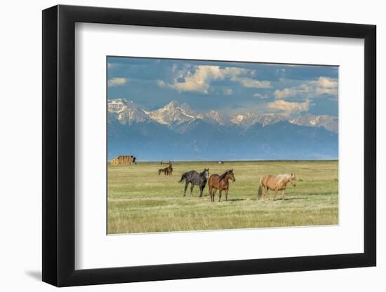 Heard of Horses in Hayfield, San Luis Valley-Howie Garber-Framed Photographic Print