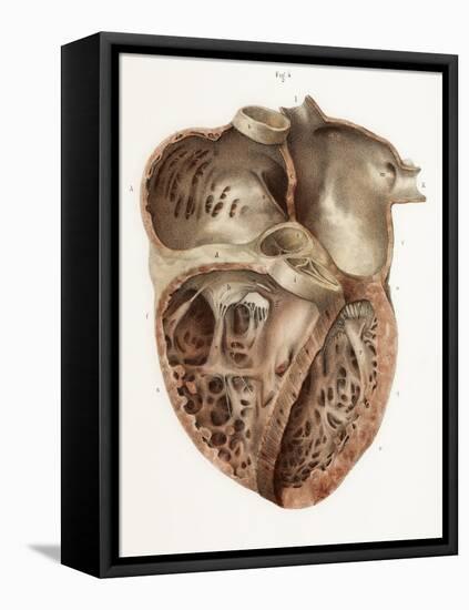 Heart Anatomy, 19th Century Illustration-Science Photo Library-Framed Premier Image Canvas