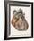 Heart Anatomy, 19th Century Illustration-Science Photo Library-Framed Photographic Print