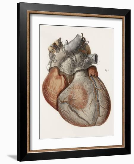 Heart Anatomy, 19th Century Illustration-Science Photo Library-Framed Photographic Print