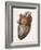 Heart Anatomy, 19th Century Illustration-Science Photo Library-Framed Photographic Print